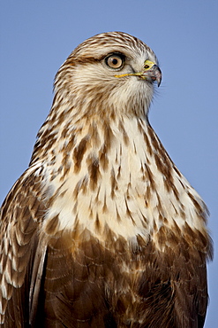 Rough-legged Hawk (Buteo lagopus), Antelope Island State Park, Utah, United States of America, North America