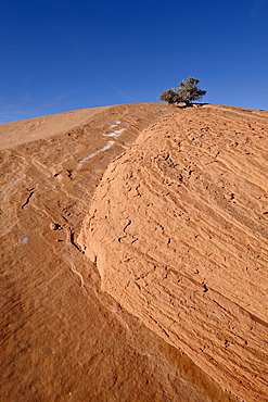 Tiny juniper atop a red sandstone hill, Grand Staircase-Escalante National Monument, Utah, United States of America, North America