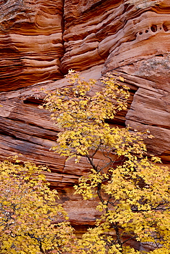 Yellow maple against a red rock canyon wall in the fall, Zion National Park, Utah, United States of America, North America