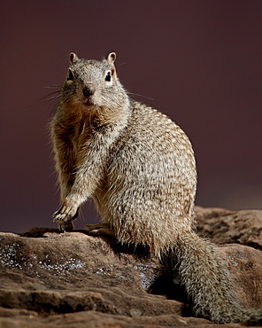 Rock Squirrel (Spermophilus variegatus), Zion National Park, Utah, United States of America, North America