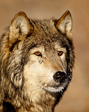 Gray wolf (Canis lupus) in captivity, near Bozeman, Montana, United States of America, North America