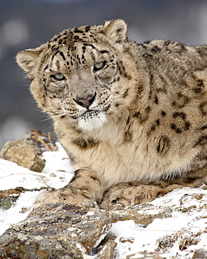 Snow Leopard (Uncia uncia) in the snow, in captivity, near Bozeman, Montana, United States of America, North America