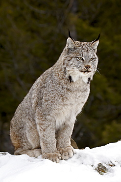 Canadian Lynx (Lynx canadensis) in the snow, in captivity, near Bozeman, Montana, United States of America, North America