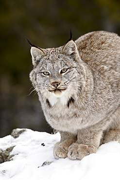 Canadian Lynx (Lynx canadensis) in the snow, in captivity, near Bozeman, Montana, United States of America, North America