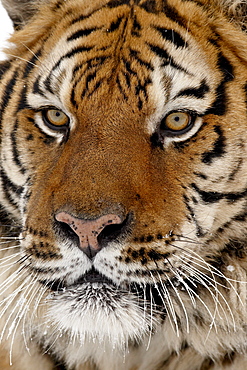 Close-up of captive Siberian tiger (Panthera tigris altaica), near Bozeman, Montana, United States of America, North America