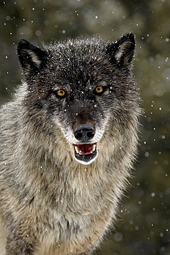 Captive gray wolf (Canis lupus) in the snow, near Bozeman, Montana, United States of America, North America