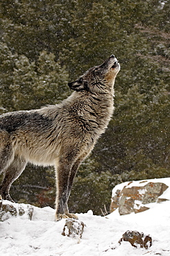 Captive gray wolf (Canis lupus) howling in the snow, near Bozeman, Montana, United States of America, North America