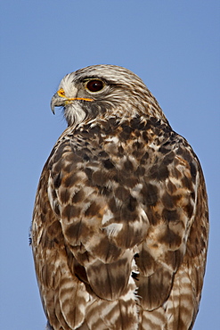 Close-up of female rough-legged hawk (Buteo lagopus), Antelope Island State Park, Utah, United States of America, North America