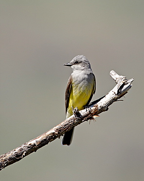 Western kingbird (Tyrannus verticalis), Okanogan County, Washington State, United States of America, North America