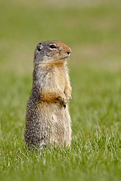 Columbian ground squirrel (Citellus columbianus), Manning Provincial Park, British Columbia, Canada, North America