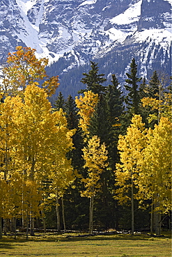 Fall colors of aspens with evergreens, near Ouray, Colorado, Uninted States of America, North America