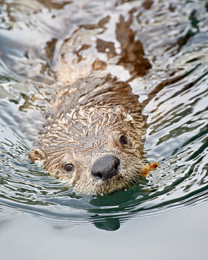 River otter (Lutra canadensis) swimming, near Victoria, British Columbia, Canada, North America