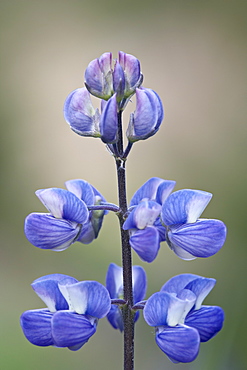 Meadow lupine (Lupinus polyphyllus), Manning Provincial Park, British Columbia, Canada, North America