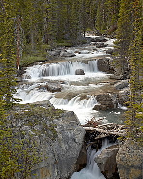 Nigel Creek, Banff National Park UNESCO World Heritage Site, Rocky Mountains, Alberta, Canada, North America