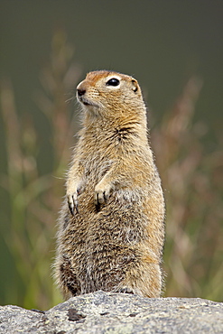 Arctic ground squirrel (Parka squirrel) (Citellus parryi), Hatcher Pass Alaska, United States of America, North America