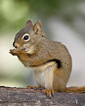 Red squirrel (spruce squirrel) (Tamiasciurus hudsonicus), Wasilla, Alaska, United States of America, North America