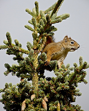 Red squirrel (spruce squirrel) (Tamiasciurus hudsonicus) in a spruce tree, Denali National Park and Preserve, Alaska, United States of America, North America