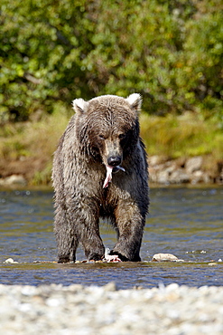 Grizzly bear (Ursus arctos horribilis) (Coastal brown bear) eating a salmon, Katmai National Park and Preserve, Alaska, United States of America, North America