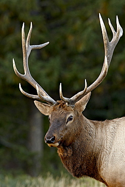 Bull elk (Cervus canadensis) in the fall, Jasper National Park, Alberta, Canada, North America