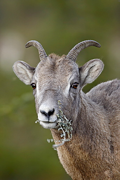 Bighorn sheep (Ovis canadensis) ewe eating, Jasper National Park, Alberta, Canada, North America