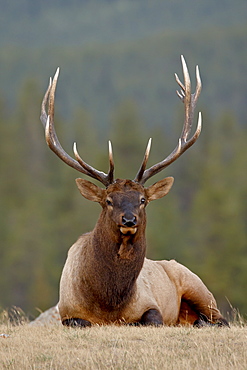 Bull elk (Cervus canadensis), Jasper National Park, Alberta, Canada, North America