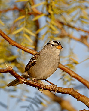 White-crowned sparrow (Zonotrichia leucophrys), City of Rocks State Park, New Mexico, United States of America, North America