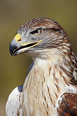 Ferruginous hawk (Buteo regalis) in captivity, Arizona Sonora Desert Museum, Tucson, Arizona, United States of America, North America