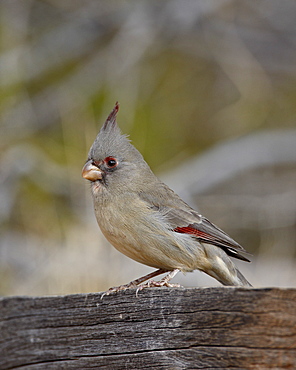 Female Pyrrhuloxia (Cardinalis sinuatus), Caballo Lake State Park, New Mexico, United States of America, North America