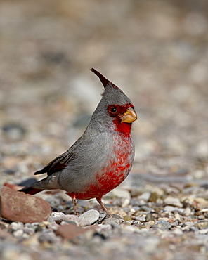 Male Pyrrhuloxia (Cardinalis sinuatus), Caballo Lake State Park, New Mexico, United States of America, North America