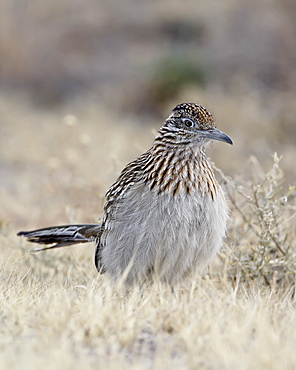 Greater roadrunner (Geococcyx californianus), Bosque Del Apache National Wildlife Refuge, New Mexico, United States of America, North America