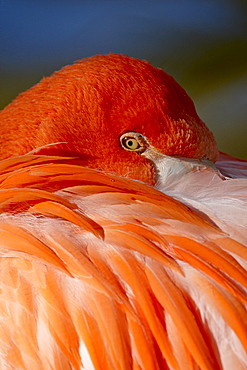 Caribbean flamingo (American flamingo) (Phoenicopterus ruber ruber) with beak nestled in the feathers of its back, Rio Grande Zoo, Albuquerque Biological Park, Albuquerque, New Mexico, United States of America, North America