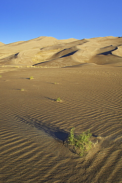 Sand dunes with grasses and ridges in foreground, Great Sand Dunes National Park, Colorado, United States of America, North America