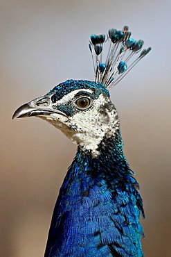 Indian peafowl (Pavo cristatus) cock, Rio Grande Zoo, Albuquerque Biological Park, Albuquerque, New Mexico, United States of America, North America