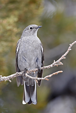 Townsend's solitaire (Myadestes townsendi), Abiquiu Lake, New Mexico, United States of America, North America