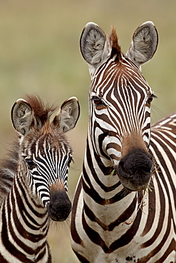 Common zebra or Burchell's zebra (Equus burchelli) mother and calf, Serengeti National Park, Tanzania, East Africa, Africa