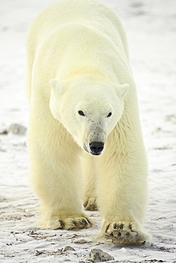 Polar bear (Thalarctos maritimus), Churchill, Manitoba, Canada, North America