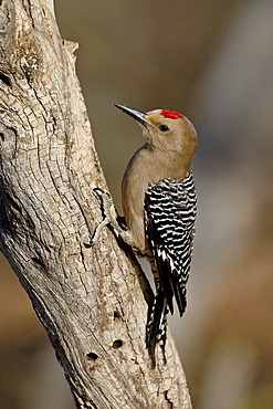 Male gila woodpecker (Melanerpes uropygialis), The Pond, Amado, Arizona, United States of America, North America