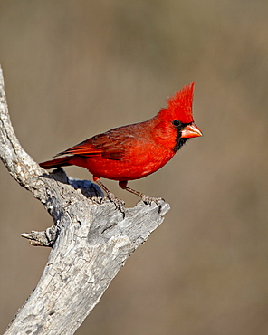 Male northern cardinal (Cardinalis cardinalis), The Pond, Amado, Arizona, United States of America, North America