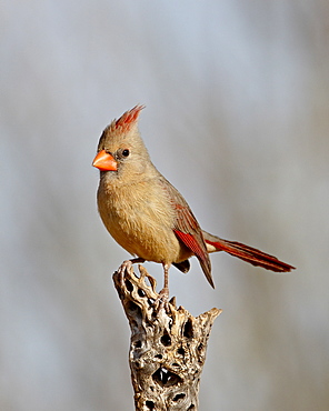 Female northern cardinal (Cardinalis cardinalis), The Pond, Amado, Arizona, United States of America, North America