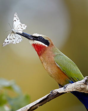 White-fronted bee-eater (Merops bullockoides) with a butterfly, Kruger National Park, South Africa, Africa