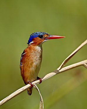 Malachite kingfisher (Alcedo cristata), Kruger National Park, South Africa, Africa