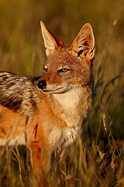 Black-backed jackal (silver-backed jackal) (Canis mesomelas), Mountain Zebra National Park, South Africa, Africa