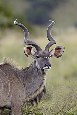 Male greater kudu (Tragelaphus strepsiceros), Mountain Zebra National Park, South Africa, Africa