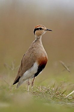 Temminck's courser (Cursorius temminckii), Mountain Zebra National Park, South Africa, Africa