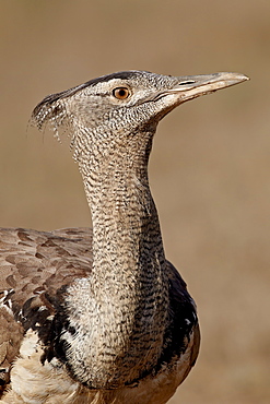 Kori bustard (Ardeotis kori), Kgalagadi Transfrontier Park, encompassing the former Kalahari Gemsbok National Park, South Africa, Africa