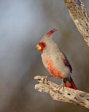 Male pyrrhuloxia (Cardinalis sinuatus), The Pond, Amado, Arizona, United States of America, North America