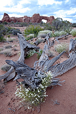 Roseata gilia (Gilia roseata) and South Window, Arches National Park, Utah, United States of America, North America