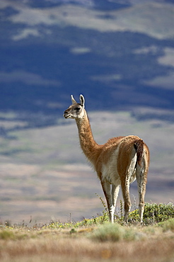 Guanaco (Lama guanicse) standing on a ridge, Torres del Paine, Patagonia, Chile, South America