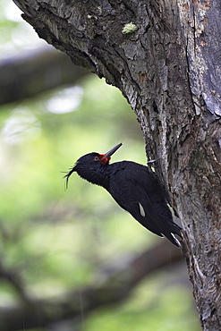 Female Magellanic woodpecker (Campephilus magellanicus), Torres del Paine National Park, Patagonia, Chile, South America