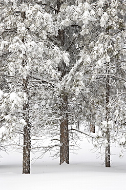 Snow-covered pine trees, Bryce Canyon National Park, Utah, United States of America, North America